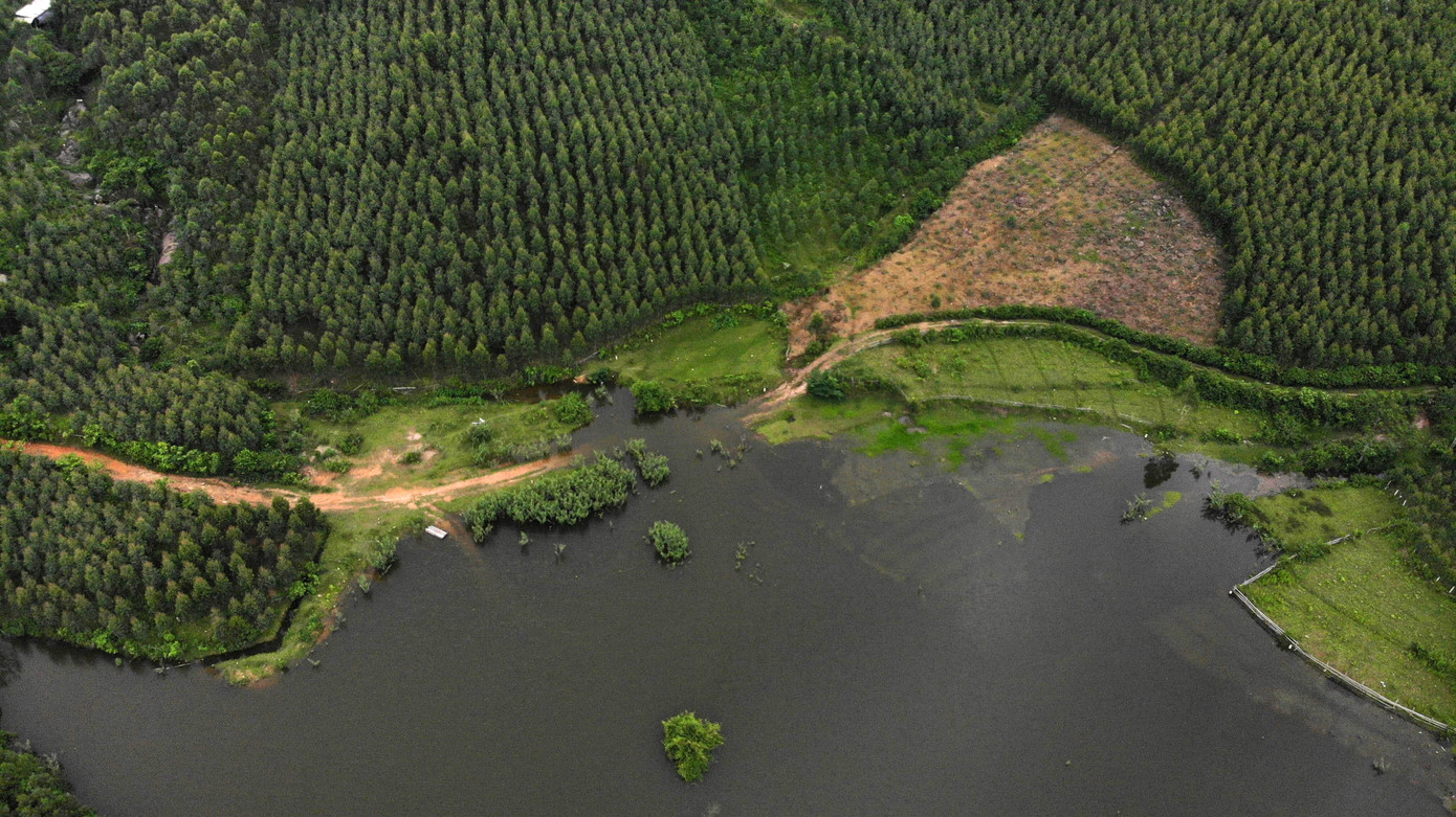 Một số điểm dẫn vào khu rừng sản xuất nay đã ngập hoàn toàn trong nước. Nhiều phương tiện như xe tải nhỏ, xe chở vật liệu chăm bón hay xe máy không thể di chuyển qua. Việc tiếp cận khu rừng để chăm sóc, thu hoạch gặp nhiều trở ngại, ảnh hưởng lớn đến hoạt động sản xuất của các hộ dân.