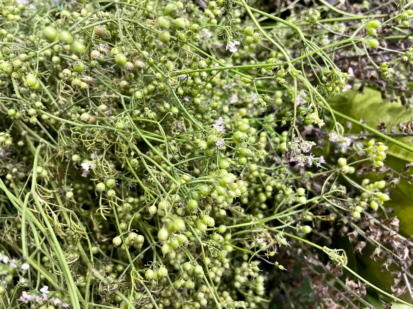 Theo quan niệm từ xưa, việc tắm lá mùi vào ngày cuối năm là để xua tan những điều xui xẻo, không vui trong năm cũ để sẵn sàng đón một năm mới tốt đẹp hơn. Bên cạnh đó, mùi già còn có tác dụng giảm đau nhức nửa đầu, căng thẳng. Ngoài ra, tắm nước đun từ hạt hoặc lá mùi có tác dụng làm da sạch, chống viêm nhiễm. Lá mùi cũng giúp chữa trị cảm,…