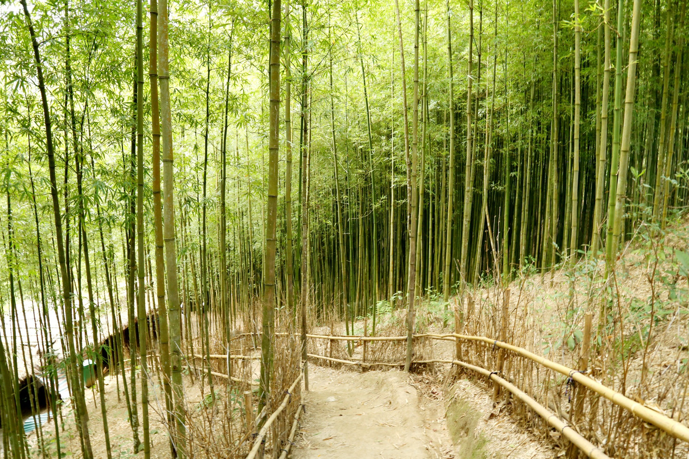 Rừng trúc rộng khoảng 3ha, nằm giáp ranh với khu rừng già. Theo hướng dẫn viên địa phương, rừng trúc này đã tồn tại khoảng 80 năm, ban đầu được người dân bản địa trồng để lấy nguyên liệu làm nhà, rào đường, máng nước... Qua thời gian, nơi đây dần trở thành một điểm du lịch độc đáo và thu hút du khách.