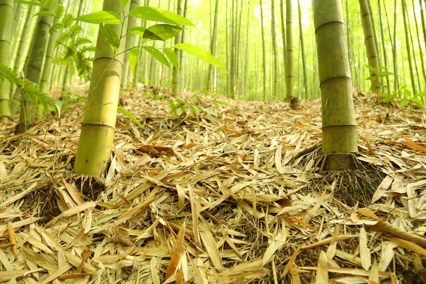 Những bộ rễ trúc đan xen, bám chặt vào đất, giữ vững thân cây trước gió lớn và mưa bão.