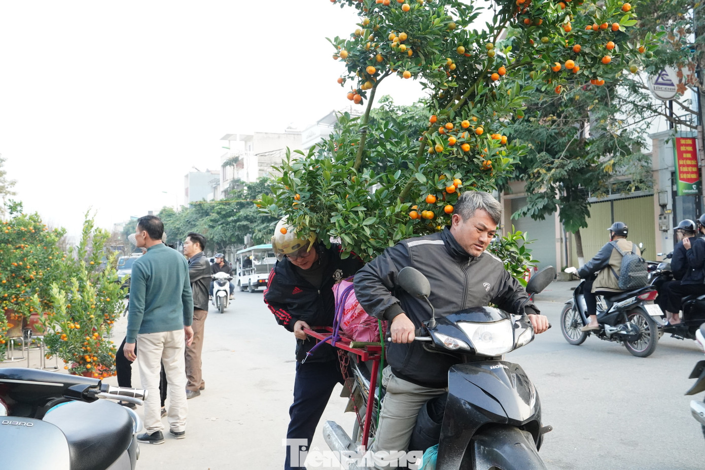 Những cây cảnh được khách chọn mua và thuê người chở về nhà.