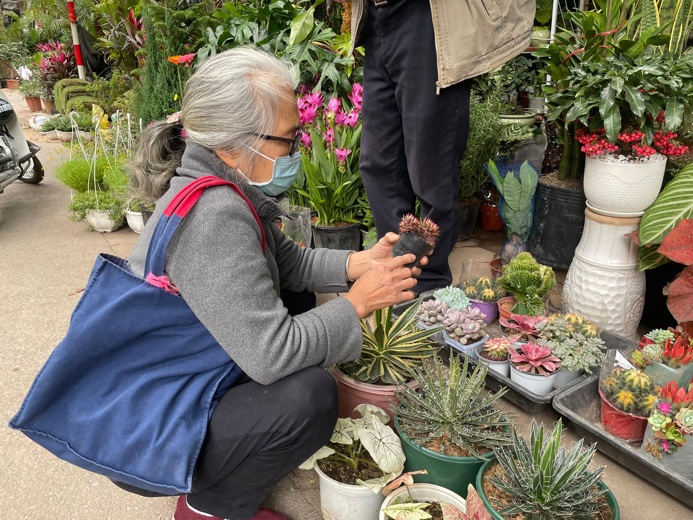 Bà Phương (80 tuổi, Giảng Võ, Hà Nội) bắt xe buýt lên Hoàng Hoa Thám để tìm một số cây nho nhỏ để trang trí tủ kính.