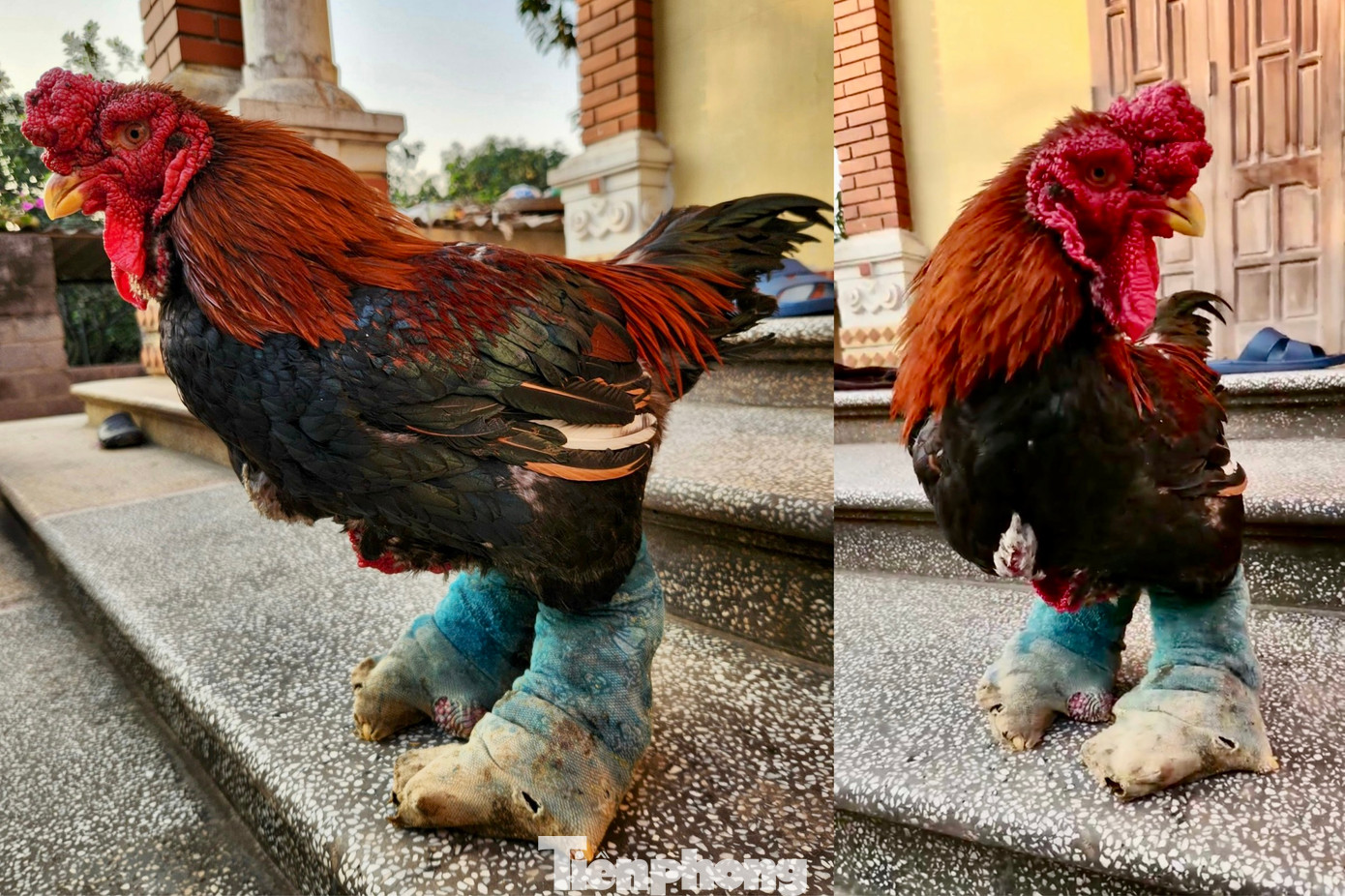 Gà Đông Tảo khá nhạy cảm với thời tiết, khả năng chịu lạnh kém. Mùa đông năm nay, trong khoảng 700 con gà anh Thắng nuôi, một số con còn được “ưu ái” đeo tất chân như người. Gà Đông Tảo khá nhạy cảm với thời tiết, khả năng chịu lạnh kém. Mùa đông năm nay, trong khoảng 700 con gà anh Thắng nuôi, một số con còn được “ưu ái” đeo tất chân như người.