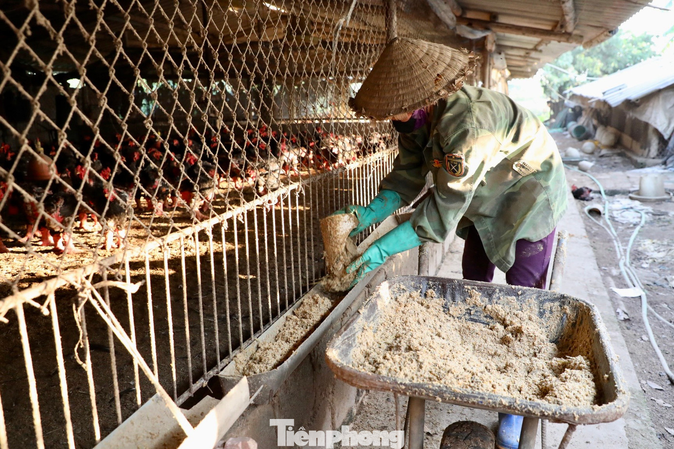 Với quy mô trang trại lớn, anh Nam đã áp dụng chăn nuôi gà Đông Tảo theo hướng an toàn sinh học và đạt hiệu quả cao qua nhiều năm. Với quy mô trang trại lớn, anh Nam đã áp dụng chăn nuôi gà Đông Tảo theo hướng an toàn sinh học và đạt hiệu quả cao qua nhiều năm.