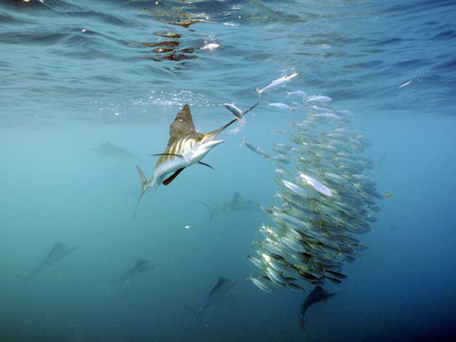 Những kỷ lục khó tin nhất trong thế giới động vật ảnh 5