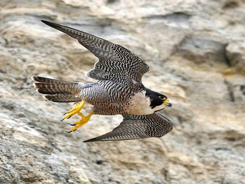 Những kỷ lục khó tin nhất trong thế giới động vật ảnh 6