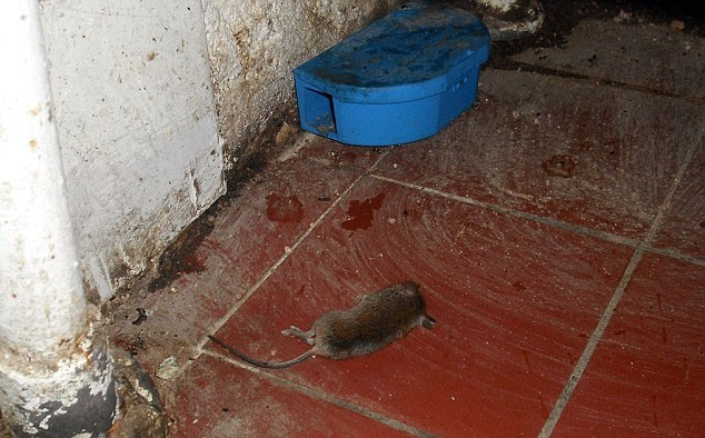 Xác chuột chết đang phân hủy, phân chuột được tìm thấy rải rác khắp sàn bếp