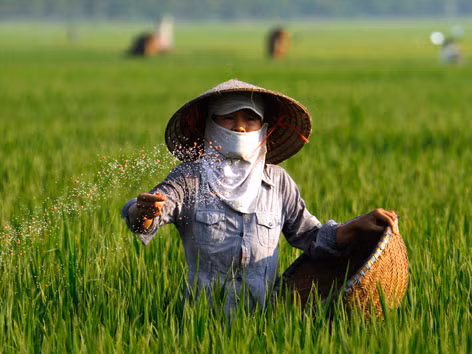 Người nông dân đang rắc phân bón cho lúa tại cánh đồng lúa xã Song Hồ-Thuận Thành-Bắc Ninh. Ảnh: Ngọc Châu