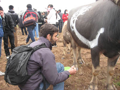 Một họa sĩ nước ngoài vẽ trâu tại lễ hội tịch điền năm 2010