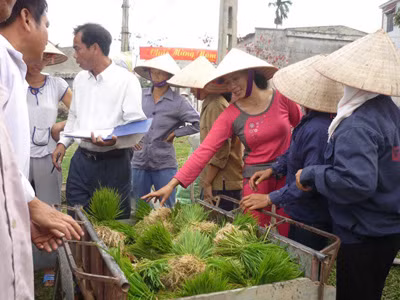 Mạ mang từ Đà Nẵng ra cấy ở miền Bắc trong vụ đông xuân năm 2009-2010 cho kết quả tích cực 