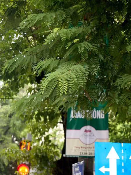 Trên phố Bà Triệu