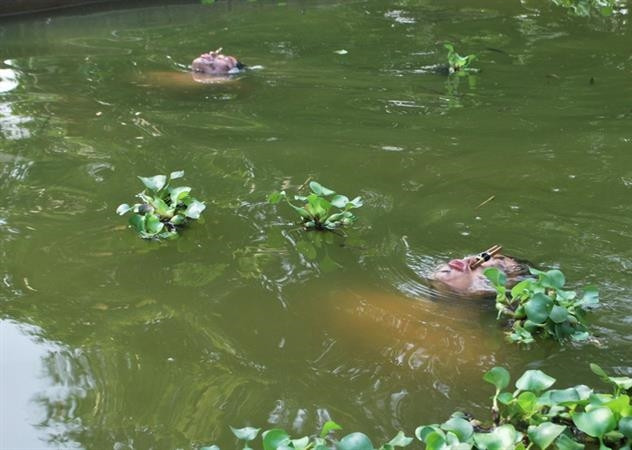 Lính đặc công nước huấn luyện. (Nguồn: Binh chủng Đặc công)