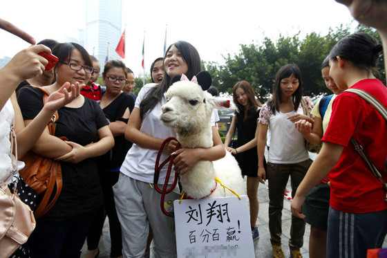 Cô gái trẻ vui vẻ ôm lấy chú cừu