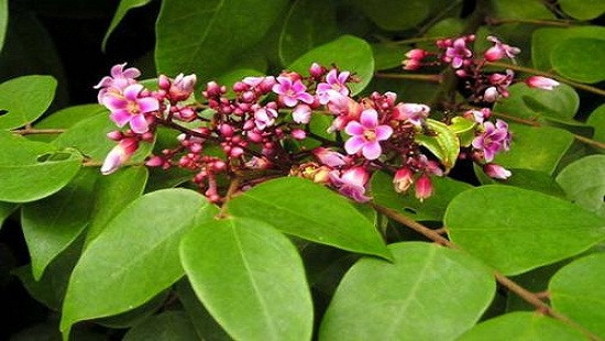 lá hẹ chữa ho cực nhanh và an toàn cho trẻ