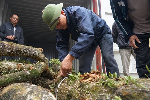 Lập hàng rào bảo vệ container chứa gỗ sưa trăm tỷ đồng ảnh 1