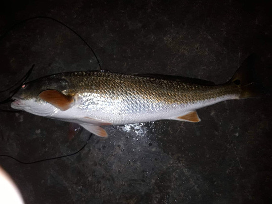 Câu được 'cá lạ' vàng óng nghi là cá sủ vàng quý hiếm ảnh 1