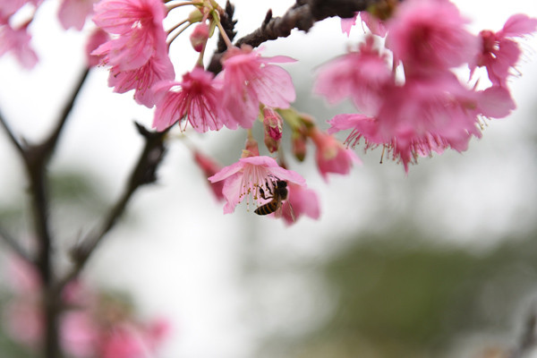 Hoa anh đào xuống phố Hà Nội ngày Tết ảnh 5