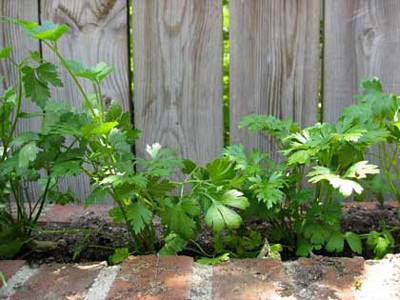 Cẩn thận với bài thuốc lọc thận bằng cần tây. ảnh minh họa