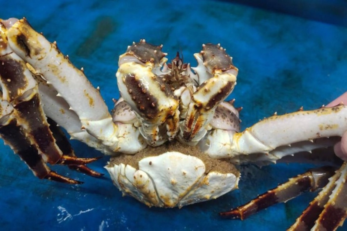 Một con cua cái có phần yếm rất lớn, nếu người tiêu dùng không phân biệt được, đặt mua cua cái với giá cua đực thì sẽ bị thiệt (Ảnh: NVCC)