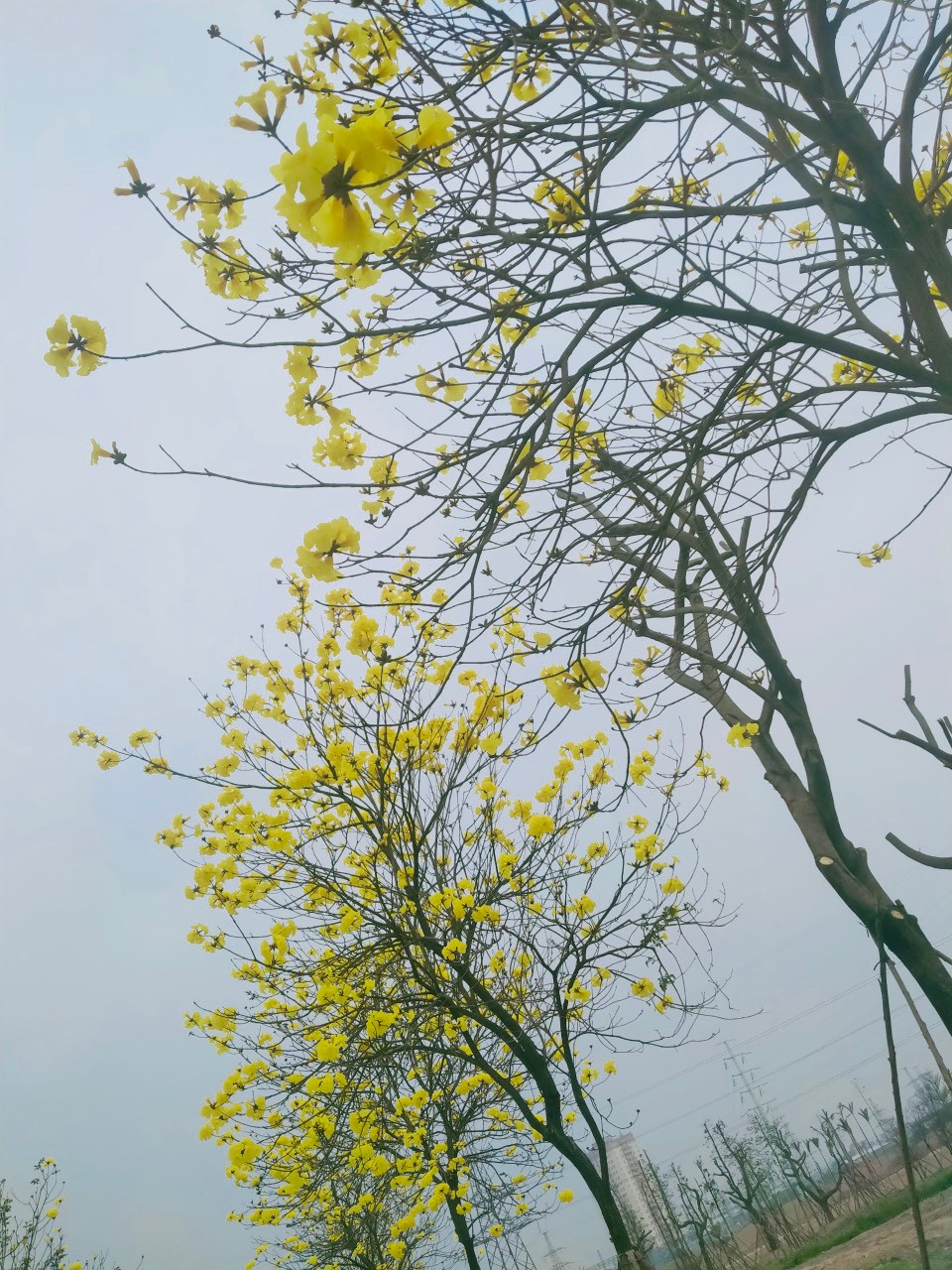 Sau đó, loại cây này được trồng khá nhiều ở nước ta vì đặc tính ưa ẩm, thích hợp với vùng nhiệt đới.