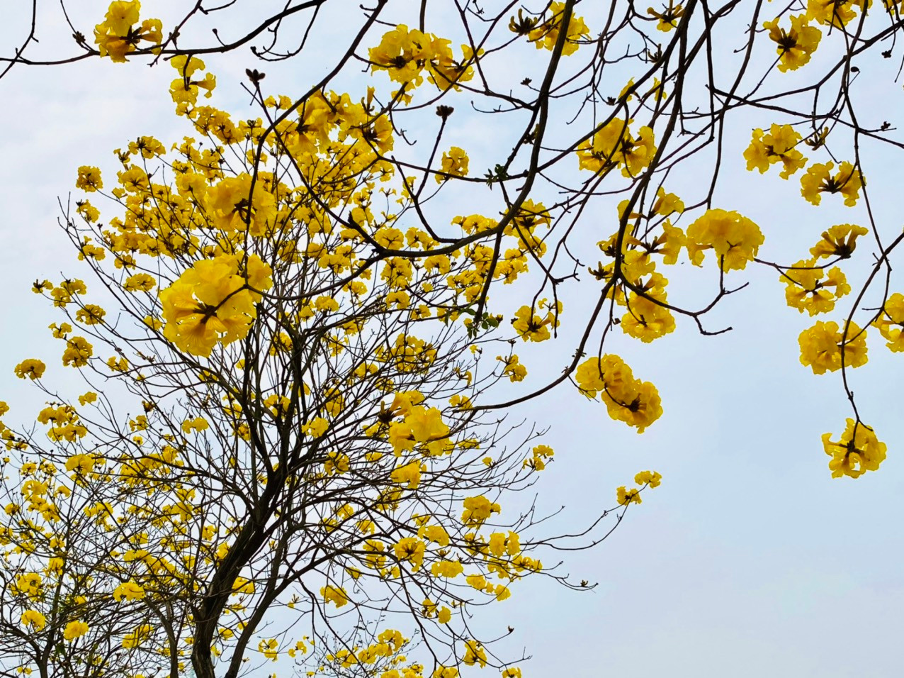 Tháng 3, đoạn đường này sẽ còn đỏ hoa gạo kết hợp phong linh vàng, tạo cảnh ngoạn mục hơn.