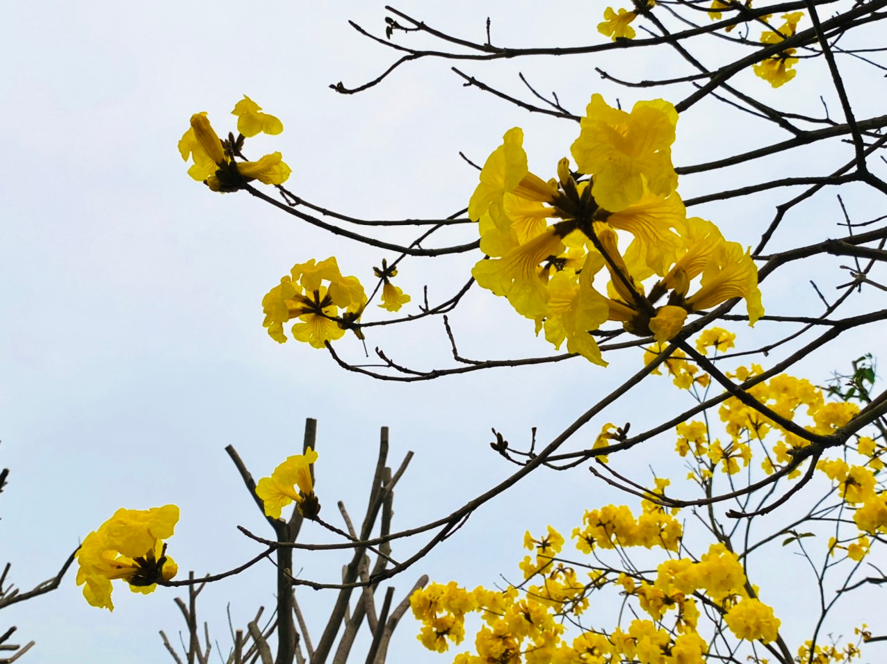 Phong linh vàng là giống cây rừng Amazon vào những năm 90. Loại cây này thuộc họ núc nác, được trồng phổ biến tại các nước như Peru, Brazil, Paraguay…