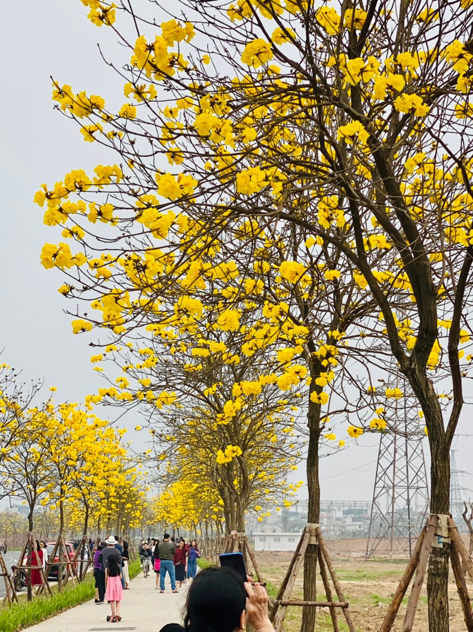 Mùa Xuân, cây rụng hết lá và nở rực hoa vàng, tạo cảnh tượng rất đẹp.