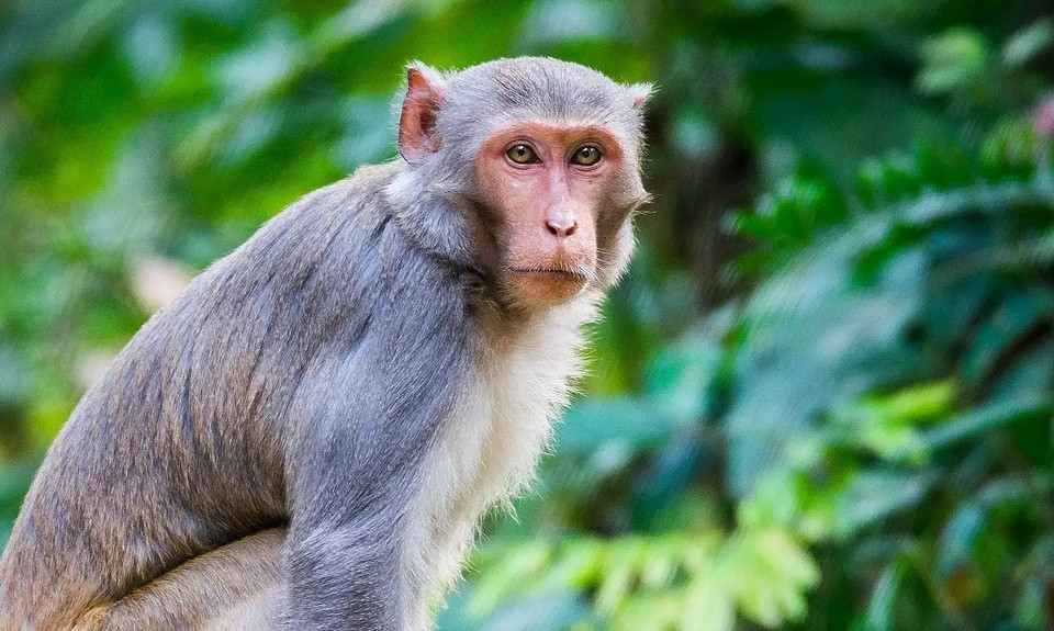 Một cá thể khỉ vàng. Ảnh: Wikimedia Commons.