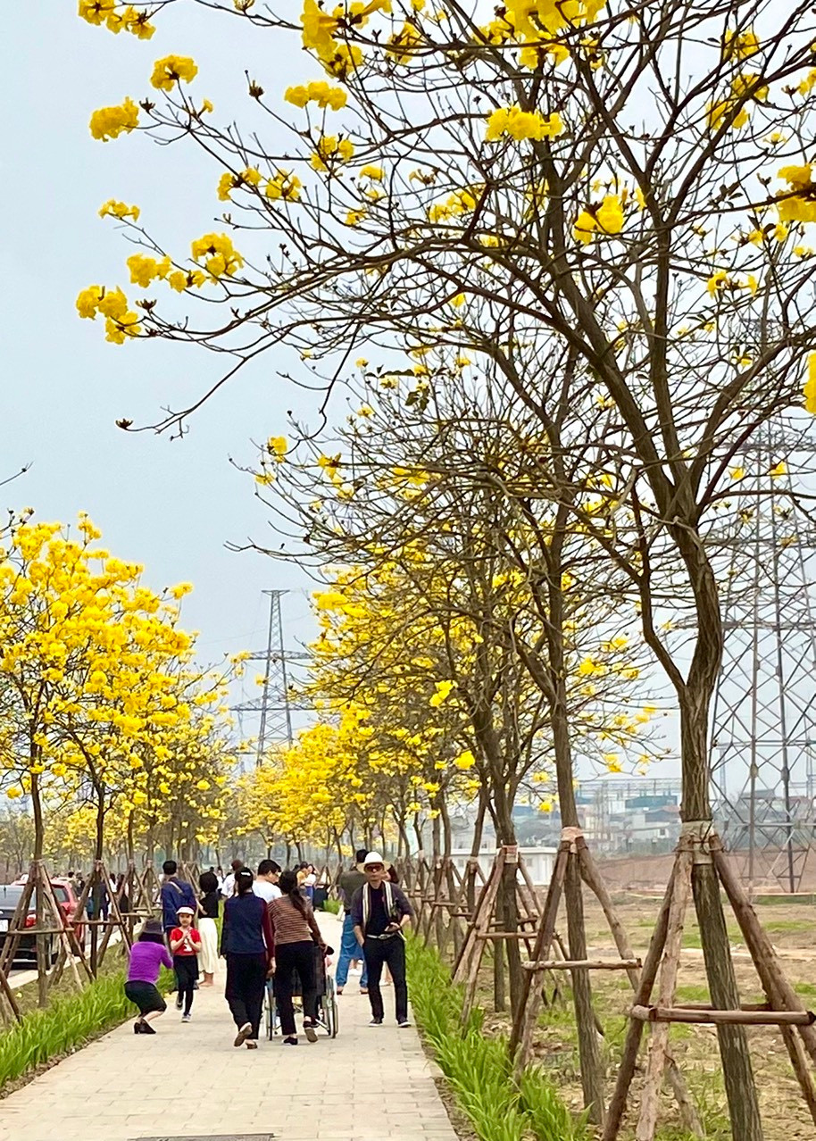 Năm 2022, đường phong linh này đã từng rất hút khách. Thời điểm đó dịch COVID 19 còn đang căng thẳng nên Park City Hanoi buộc phải đóng cửa đường hoa từ ngày 19/3/2022.