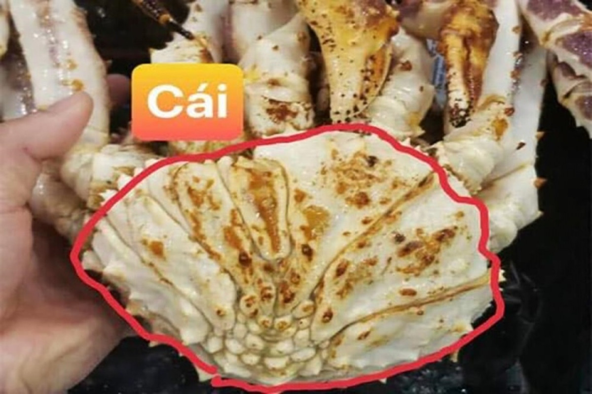 Cua cái có phần yếm to, giá cua cái trên thị trường rẻ hơn cua đực. Cua đực phần yếm hẹp, chân dài và chắc khoẻ nên phần thịt sẽ nhiều hơn cua cái (Ảnh: NVCC)