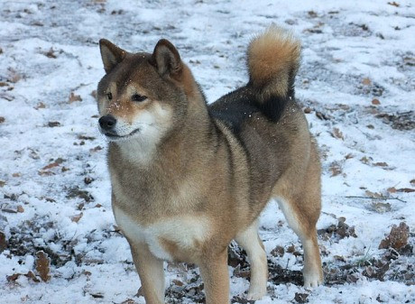 Thuê trực thăng tìm chó cưng mất tích ảnh 1