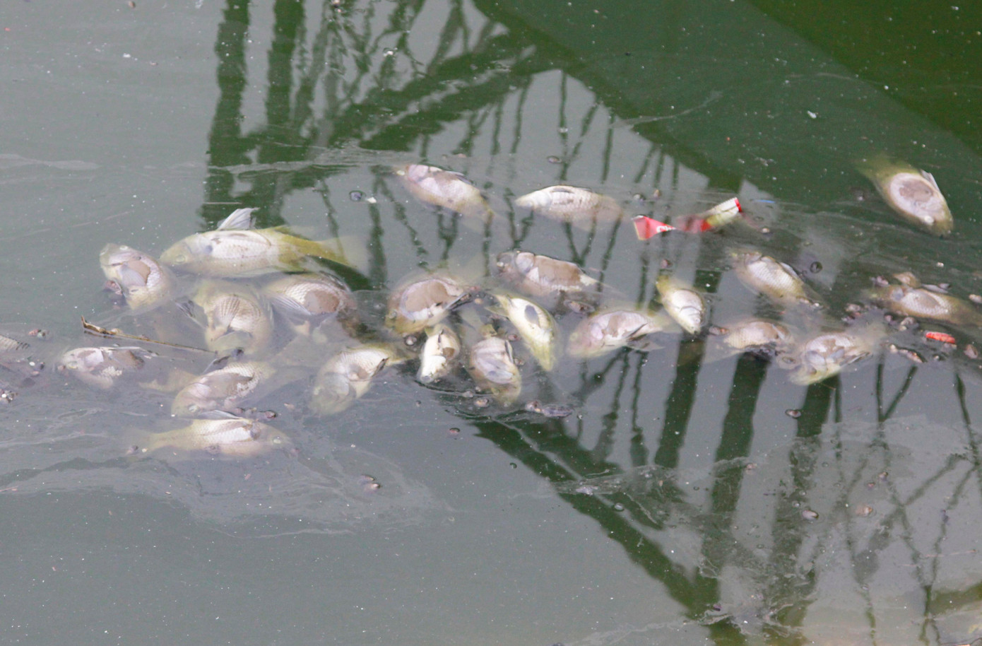 Tuy nhiên, số cá chết đều rất nhỏ, hầu hết dưới 1kg.