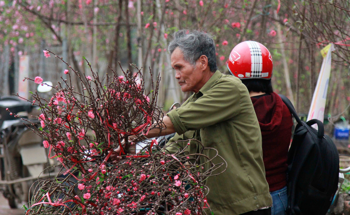 Thu nhập của người trồng đào chỉ trông vào vụ Tết. Tuy nhiên, năm nay đào nở sớm nên tổng thu nhập chỉ đủ chi phí nhân công, phân bón.
