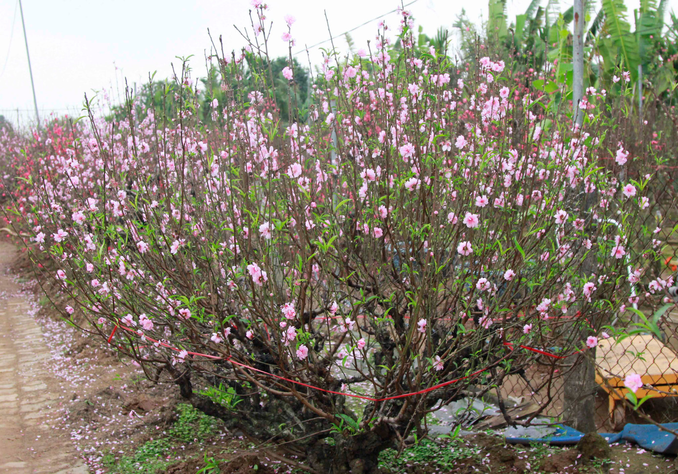 Thậm chí, nhiều chậu đào thế đã có khách thuê nhưng do nở sớm nên chủ vườn phải trả lại tiền cho khách.