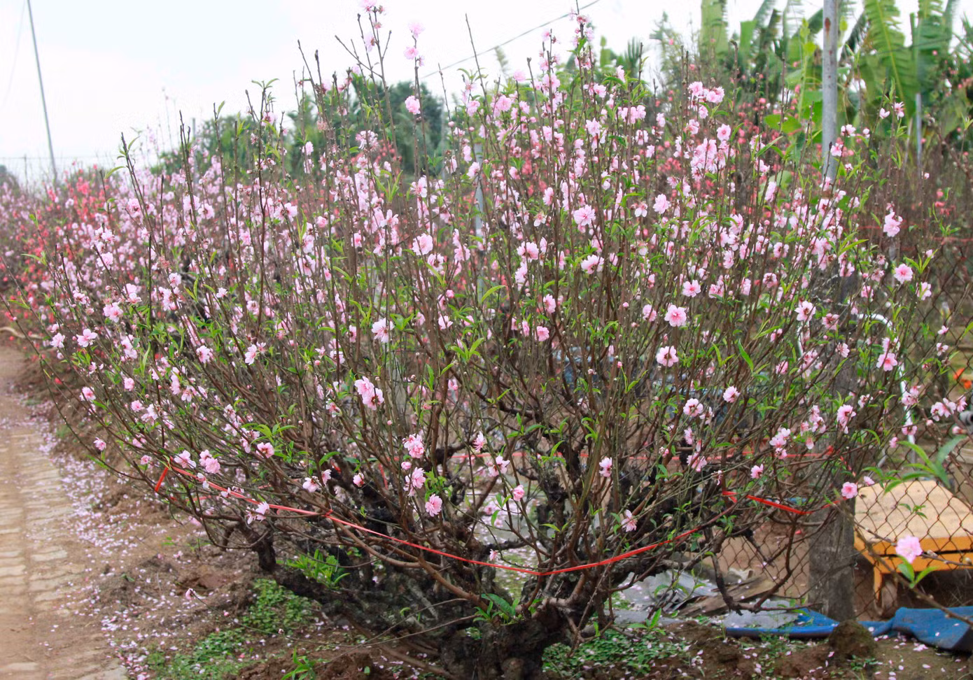 Thậm chí, nhiều chậu đào thế đã có khách thuê nhưng do nở sớm nên chủ vườn phải trả lại tiền cho khách. Thậm chí, nhiều chậu đào thế đã có khách thuê nhưng do nở sớm nên chủ vườn phải trả lại tiền cho khách.