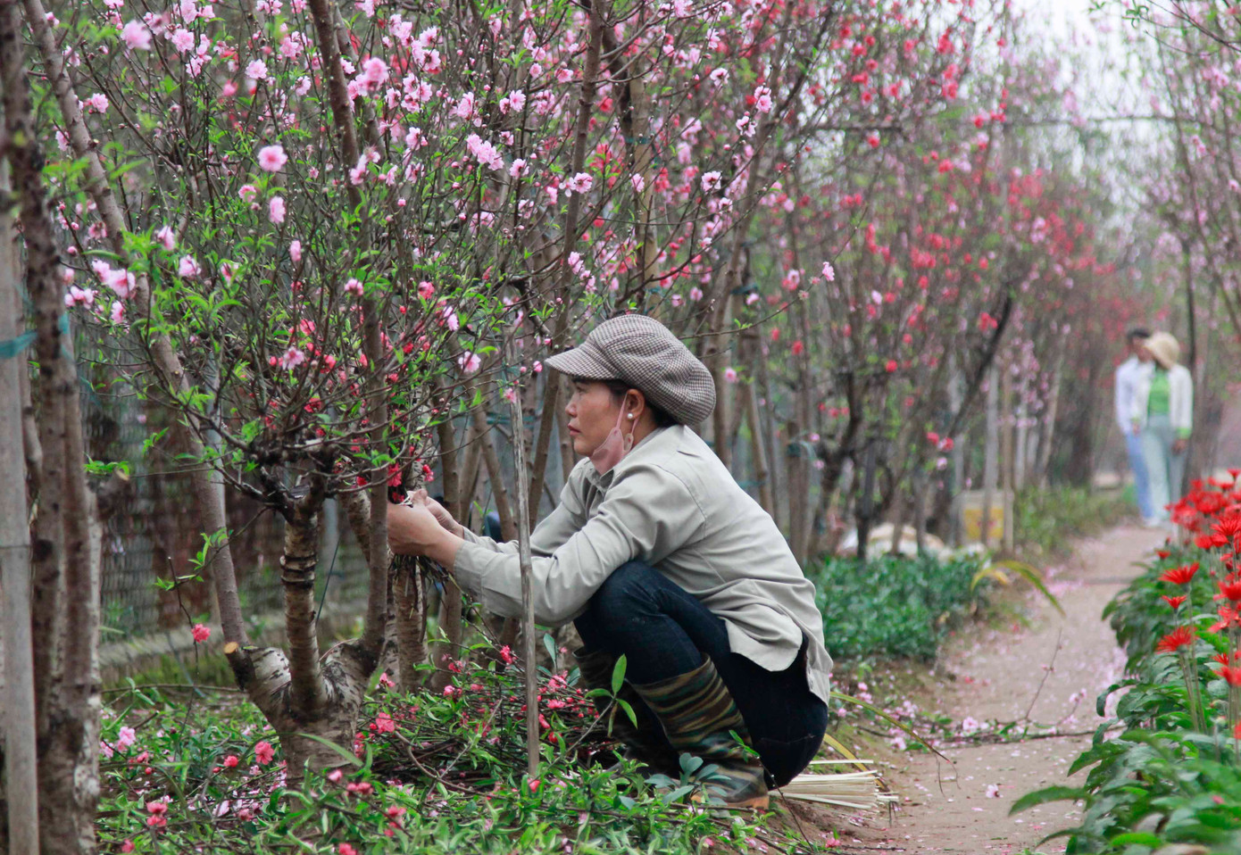 Người trồng đào nhặt những cành đào nhỏ còn nụ để bán cho người dân bày trên bàn thờ ngày Tết.