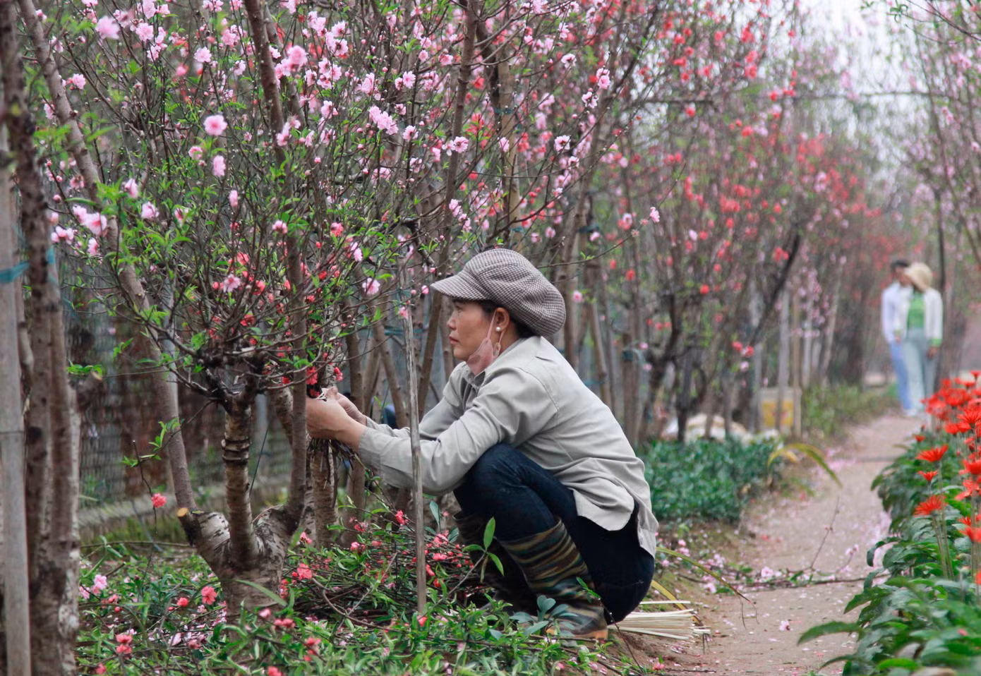 Người trồng đào nhặt những cành đào nhỏ còn nụ để bán cho người dân bày trên bàn thờ ngày Tết. Người trồng đào nhặt những cành đào nhỏ còn nụ để bán cho người dân bày trên bàn thờ ngày Tết.
