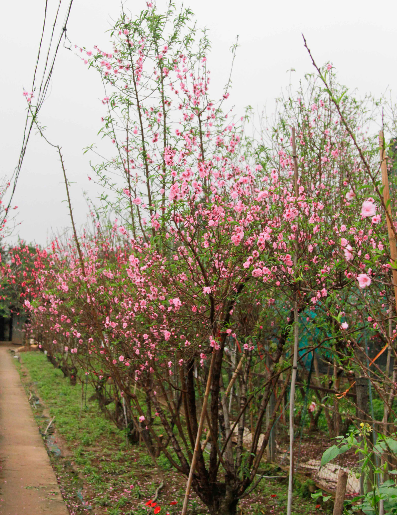 Khắp cánh đồng hoa Nhật Tân là một sắc đỏ do đào nở sớm