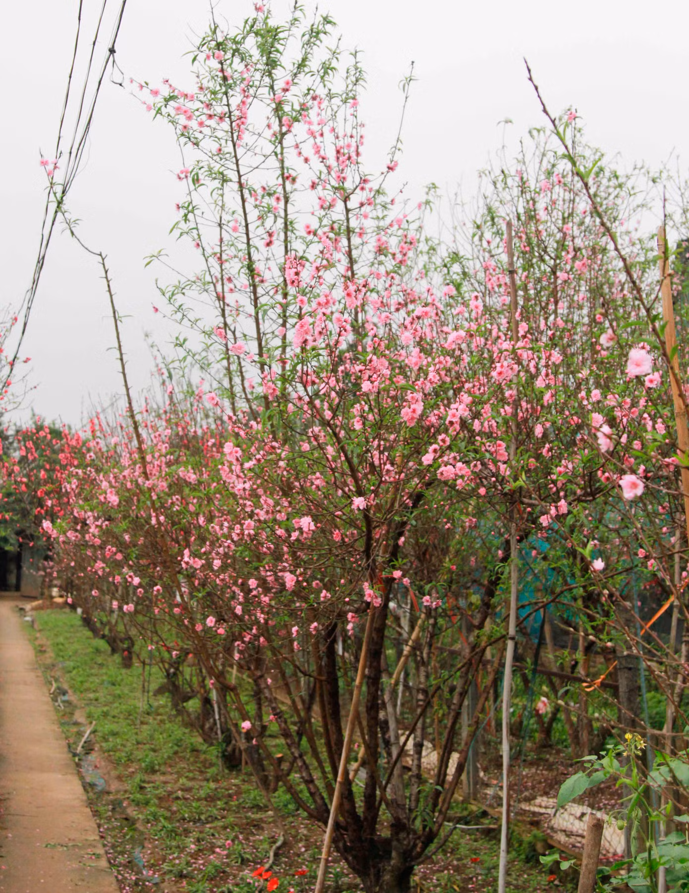 Khắp cánh đồng hoa Nhật Tân là một sắc đỏ do đào nở sớm Khắp cánh đồng hoa Nhật Tân là một sắc đỏ do đào nở sớm