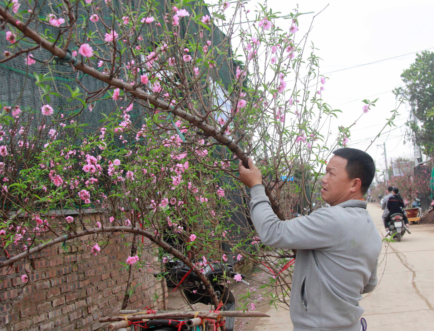 Nhiều chủ vườn cho biết, đợt rét cuối năm kèm nồm ẩm khiến đào nở sớm. Vì thế, giá đào chỉ bằng 1/3 so với năm trước.