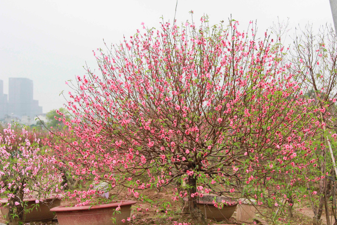 Các vườn đào ở Nhật Tân đã đỏ rực do đào bung cánh sớm.