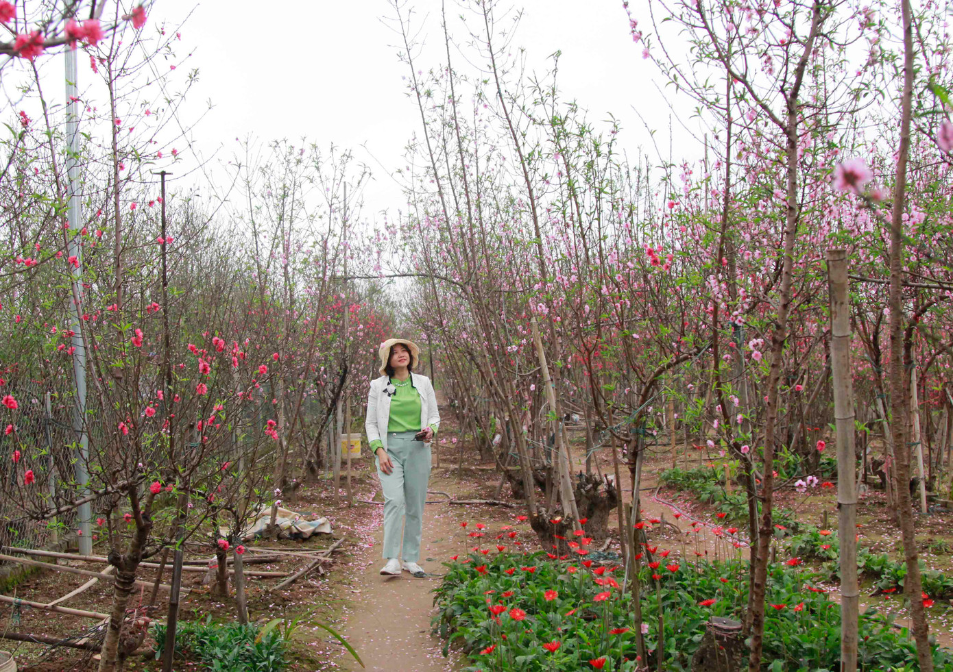 Người dân đến vườn đào chủ yếu để ngắm hoa