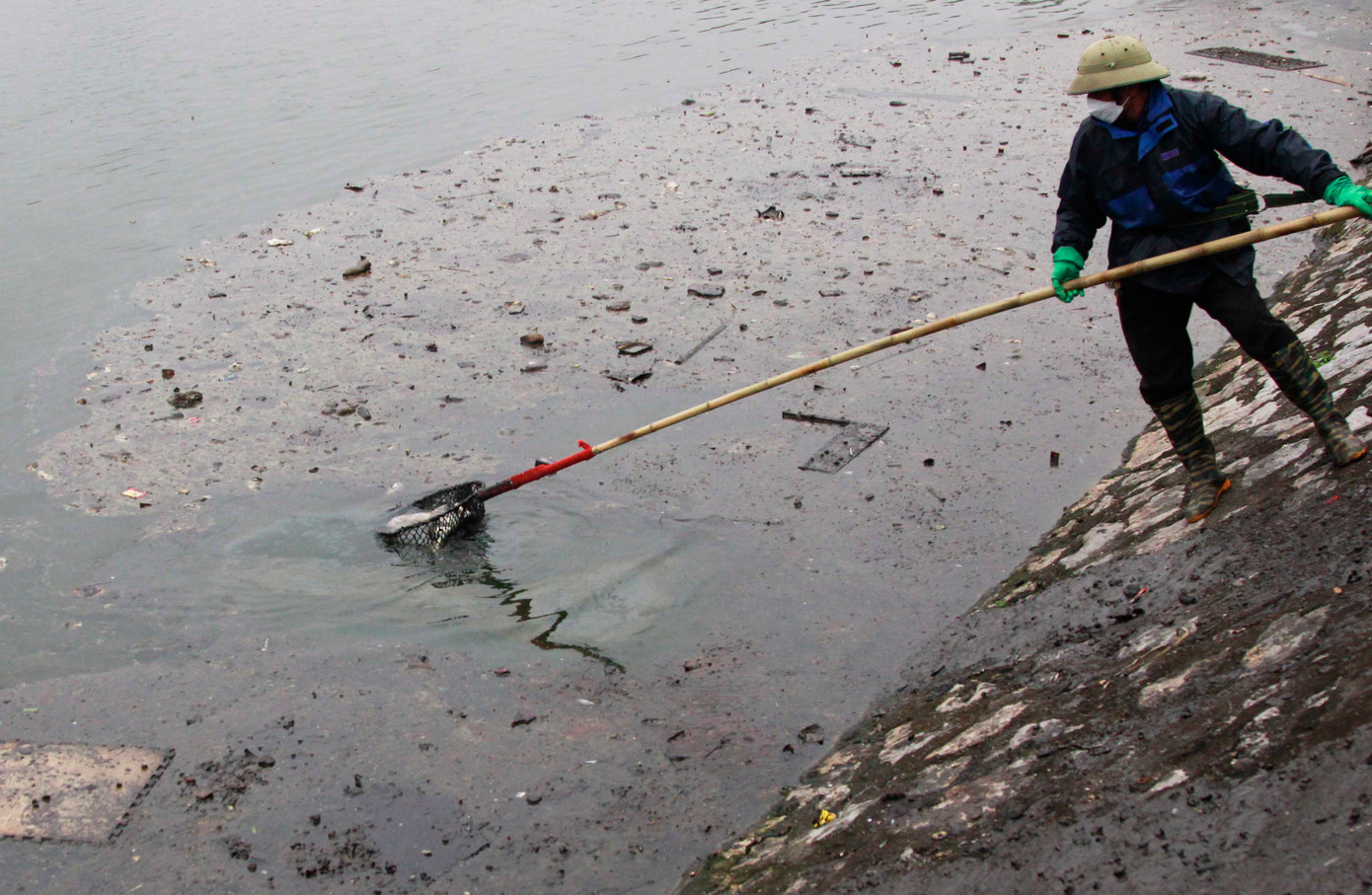 Công nhân vệ sinh môi trường vớt cá chết trên hồ.