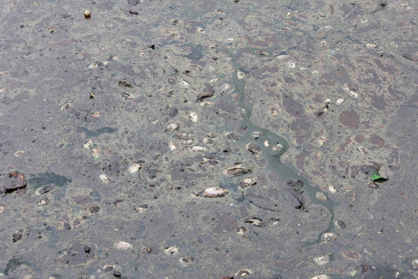 Cá chết trên hồ Bách Thủy Hợp dạt vào bờ bốc mùi hôi thối.