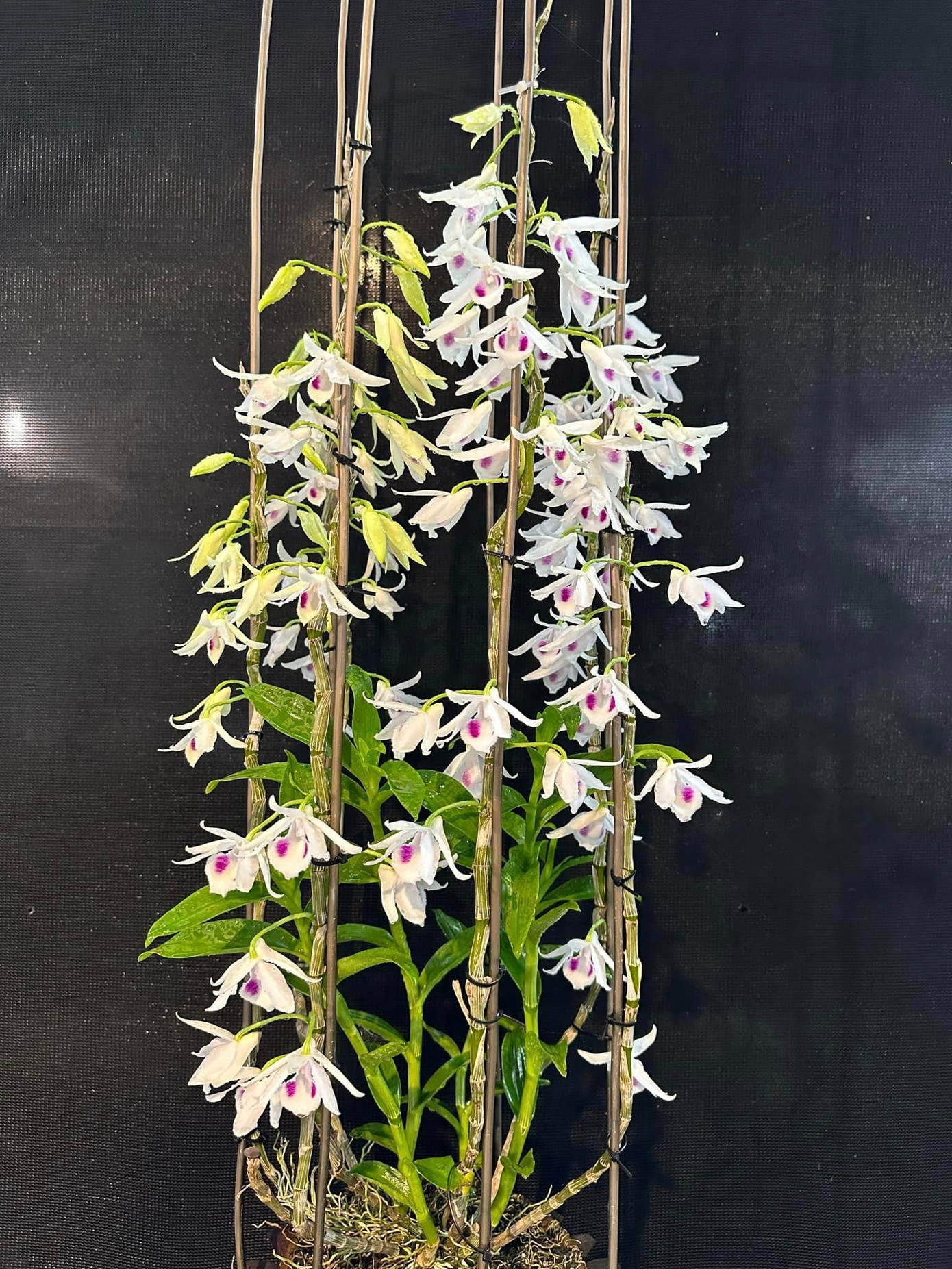 Chậu lan var 5 cánh trắng Phú Thọ đang nở hoa được chào giá 1,8 triệu đồng. Chậu lan var 5 cánh trắng Phú Thọ đang nở hoa được chào giá 1,8 triệu đồng.