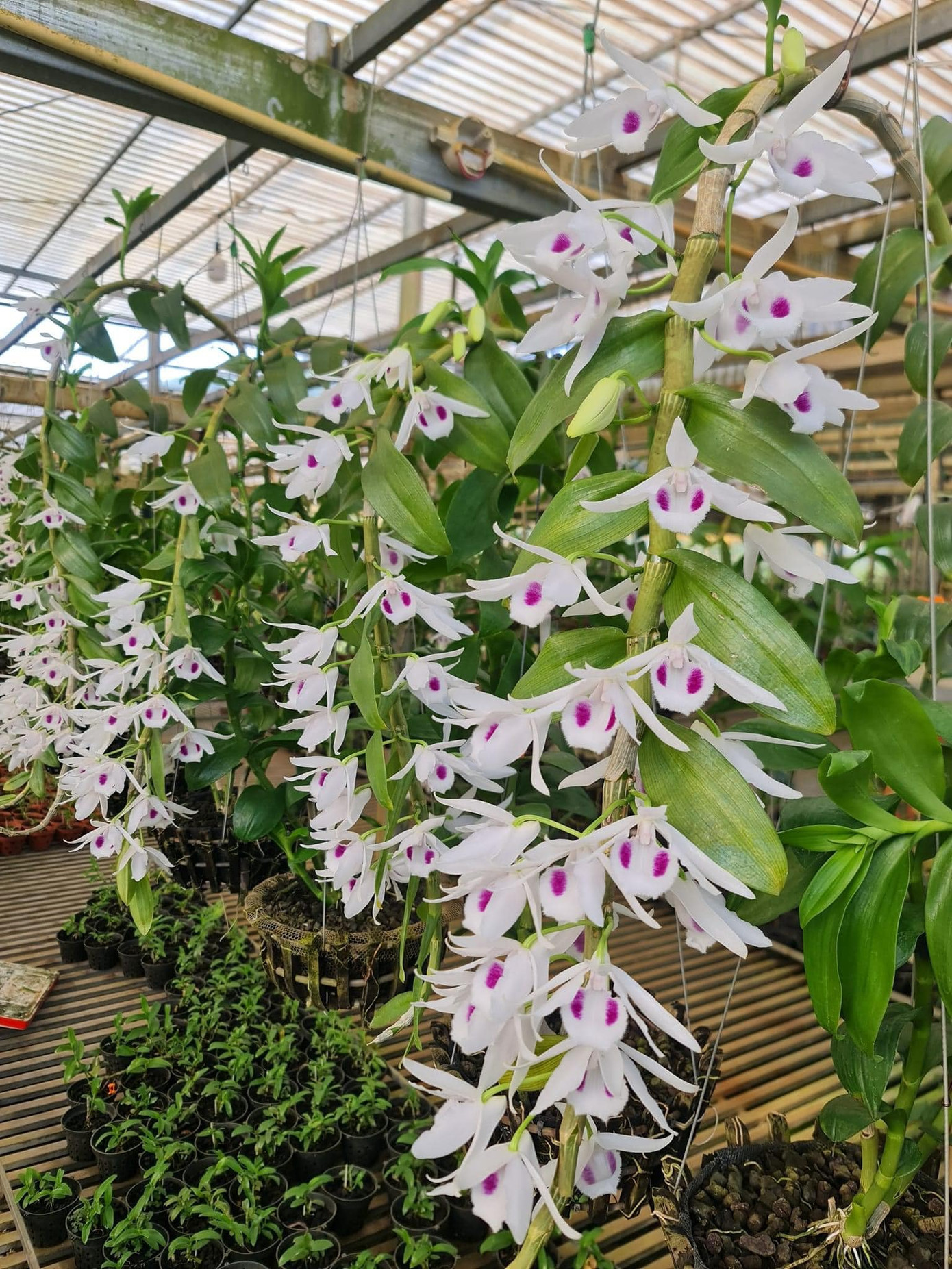 Lan var dần trở về với giá trị thực. Lan var dần trở về với giá trị thực.