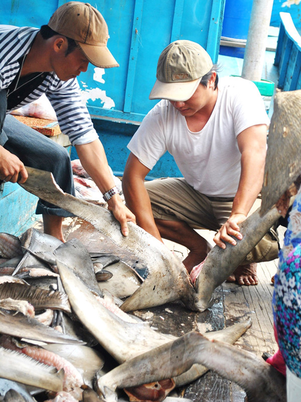 Xẻ lấy vây cá mập. Xẻ lấy vây cá mập