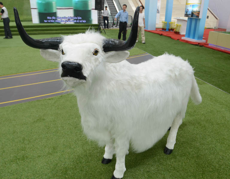 Thịt trâu lùn trên núi cao có giá hàng chục triệu một kg.