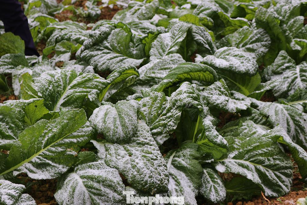 Cây hoa màu phủ trắng băng tuyết.