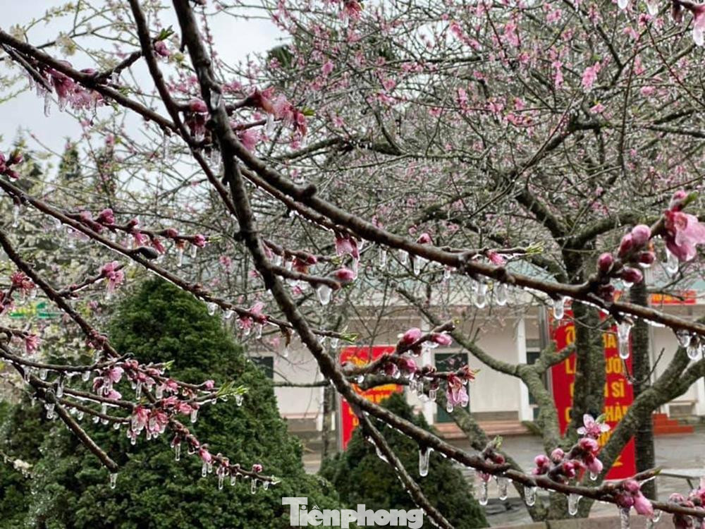 Những cánh hoa đào được phủ kín bởi băng tuyết.